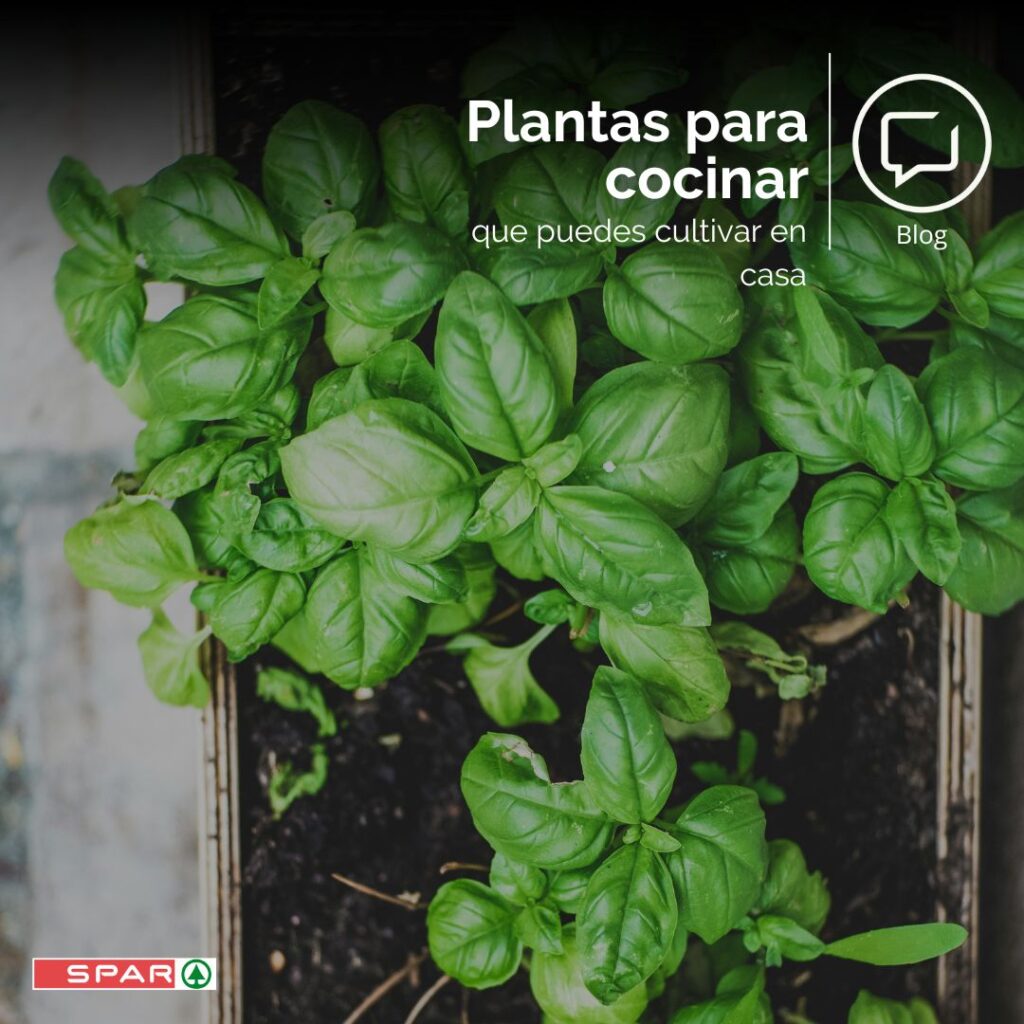 Plantas para cocinar que puedes cultivar en casa
